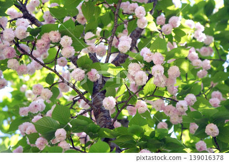 Kenrokuen Gakuen cherry tree Kenrokuen Gakuen cherry tree 139016378