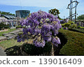 Fuji's blooming hill 139016409