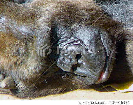 [Gorilla] Gorilla sleeping face ① 139016425