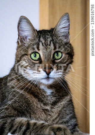 striped domestic cat with green eyes is sitting on an armchair or sofa. inquisitive pet posing. striped domestic cat with green eyes is sitting on an armchair or sofa. inquisitive pet posing. 139016798
