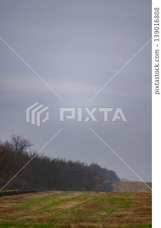 agricultural field sown with agro crops, view of field after harvesting, winter wheat. agricultural field sown with agro crops, view of field after harvesting, winter wheat. 139016808