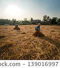 Drying Crops Under Sunlight 139016997