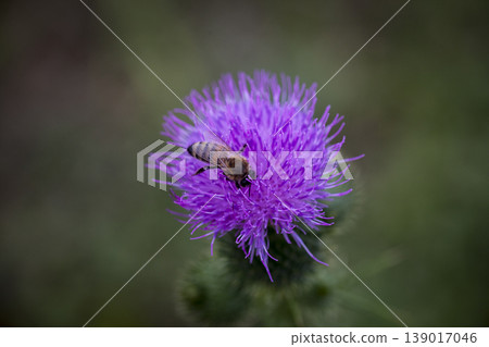Bee Honey Macro Flower Natural 139017046