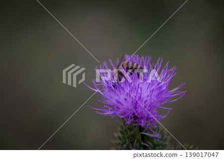 Bee Honey Macro Flower Natural 139017047
