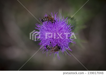 Bee Honey Macro Flower Natural 139017048