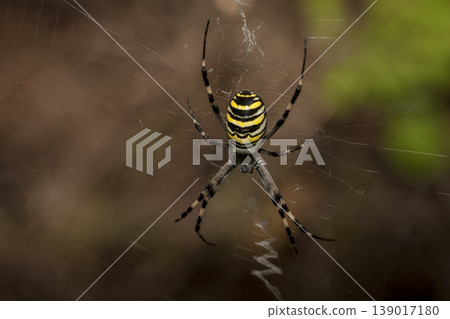 The yellow and black striped wasp spider (Argiope bruennichi) The yellow and black striped wasp spider (Argiope bruennichi) 139017180