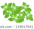 一幅開著白色小花的繁縷插圖。 139017641