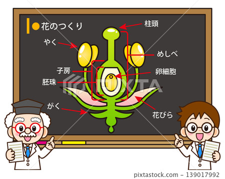 醫生講解花朵結構的插圖 139017992