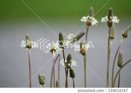 Hella octopus flowers Hella octopus flowers 139018167