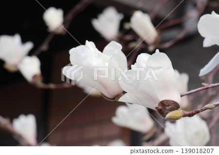 開花在春天的白花 139018207