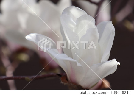 開花在春天的白花 開花在春天的白花 139018211
