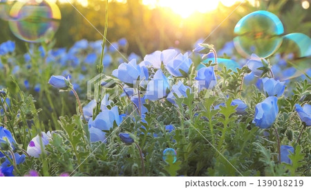 A field of nemophila flowers at sunset and soap bubbles 1 A field of nemophila flowers at sunset and soap bubbles 1 139018219