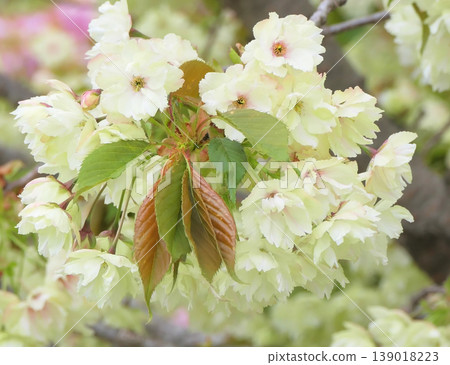 Green cherry blossoms "Gyoiko" 3 Green cherry blossoms "Gyoiko" 3 139018223