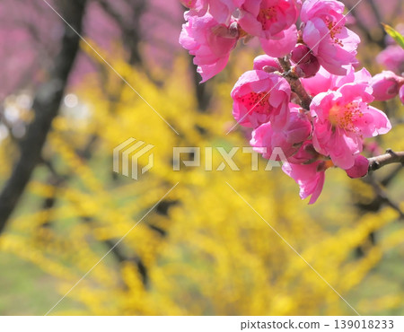 Peach blossoms and forsythia Peach blossoms and forsythia 139018233