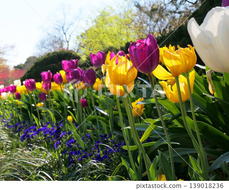 Tulips at Fukaya Green Kingdom 1 Tulips at Fukaya Green Kingdom 1 139018236