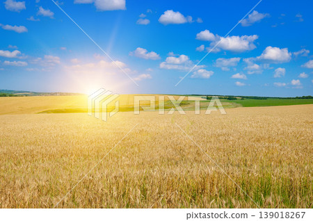 Golden wheat field under a bright blue sky at sunrise. 139018267