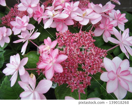 Pink grasshole hydrangea flower up Pink grasshole hydrangea flower up 139018268
