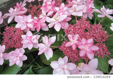 桃紅色grasshole八仙花屬花 139018269
