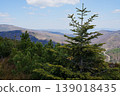 Coniferous trees in Silesian Beskids near Szczyrk town in Poland 139018435