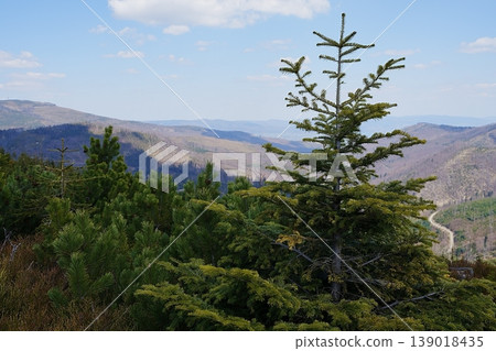 Coniferous trees in Silesian Beskids near Szczyrk town in Poland 139018435