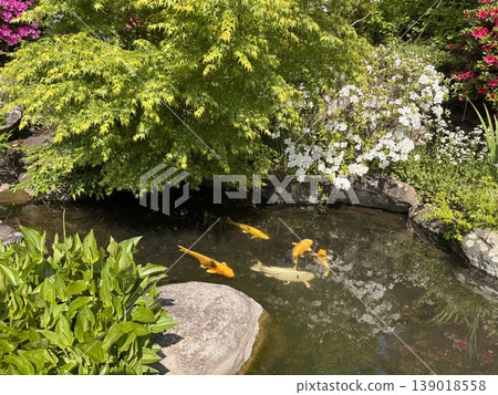 池塘的鯉魚 池塘的鯉魚 139018558