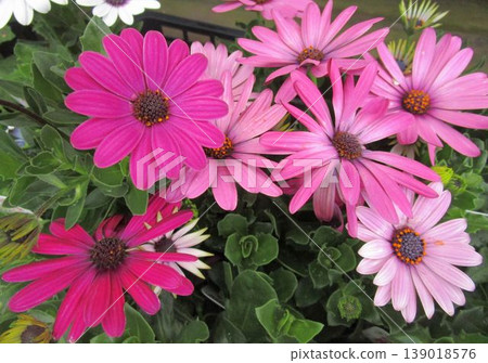 粉紅色非洲菊花的特寫 粉紅色非洲菊花的特寫 139018576
