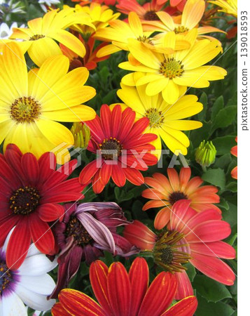 Close-up of colorful osteospermum flowers Close-up of colorful osteospermum flowers 139018593