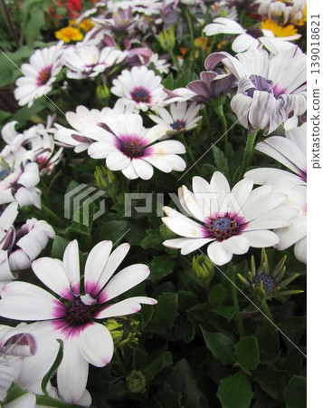 Close-up of a white osteospermum flower Close-up of a white osteospermum flower 139018621