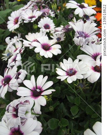 白色非洲菊花的特寫 白色非洲菊花的特寫 139018622