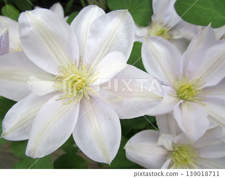 白色鐵線蓮屬花 白色鐵線蓮屬花 139018711