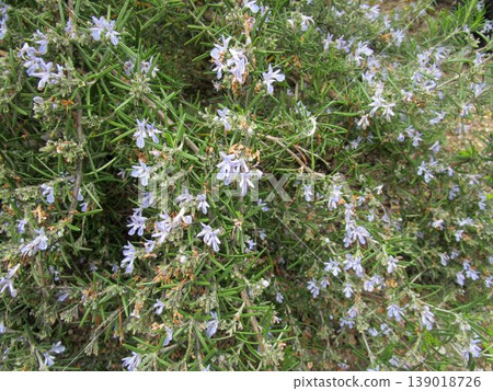Wild rosemary flowers Wild rosemary flowers 139018726