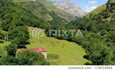 Cows grazing in a green valley between mountains 139018868