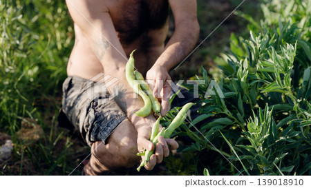 Man harvesting broad beans from urban garden Man harvesting broad beans from urban garden 139018910