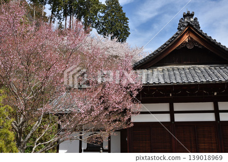 Springtime at Zenpoji Temple: Shakado Hall and cherry blossoms viewed from the side (Nishikyo Ward, Kyoto City) Springtime at Zenpoji Temple: Shakado Hall and cherry blossoms viewed from the side (Nishikyo Ward, Kyoto City) 139018969