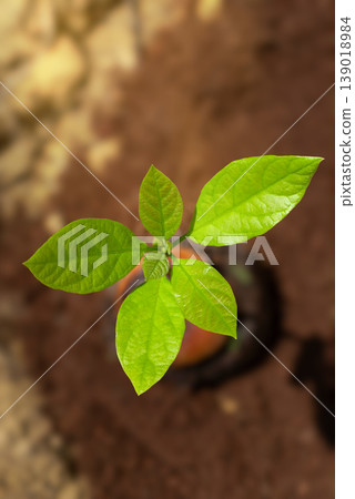 Close-up of a Sprouting Avocado Seedling Close-up of a Sprouting Avocado Seedling 139018984