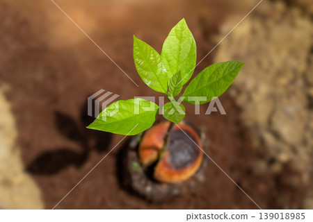 Highly Detailed Close-up of a Sprouting Avocado Seedling Highly Detailed Close-up of a Sprouting Avocado Seedling 139018985