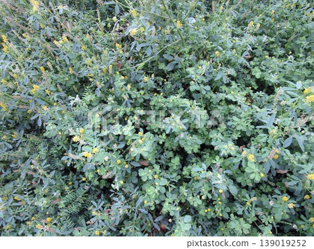 Large clusters of plants such as Trifolium dubium and Medicago. Large clusters of plants such as Trifolium dubium and Medicago. 139019252