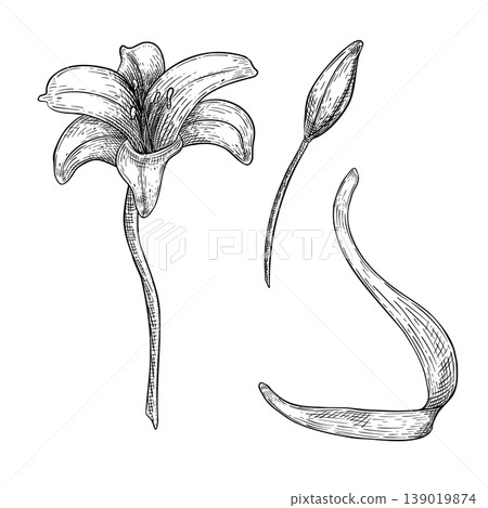 Black white lily flower vector illustration. Botanical graphic drawing of lily blossom, bud, and leaf. Vintage ink engraving style isolated on white background for design sympathy memorials card. Black white lily flower vector illustration. Botanical graphic drawing of lily blossom, bud, and leaf. Vintage ink engraving style isolated on white background for design sympathy memorials card. 139019874