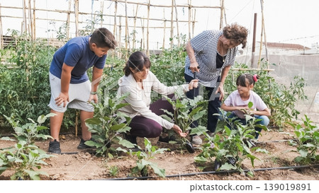 Family examining fully grown eggplants at community garden Family examining fully grown eggplants at community garden 139019891