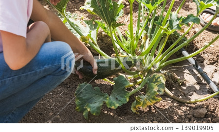 From above of girl holding full grown zucchini at organic garden From above of girl holding full grown zucchini at organic garden 139019905