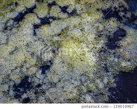 Foam on the water green fermentation 139019967