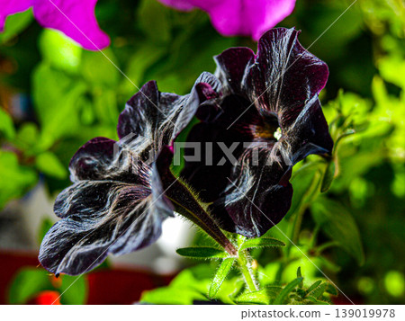 Black petunias in the sun large 139019978