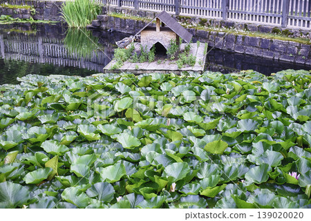 Scenic pond covered with water lilies, Collalbo, South Tyrol, Italy Scenic pond covered with water lilies, Collalbo, South Tyrol, Italy 139020020