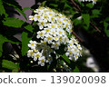A close-up of the Spiraea flower 139020098
