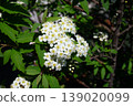 Spiraea flowers photographed from the front 139020099