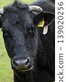 Close Up Portrait of Black Cow with Horns 139020256