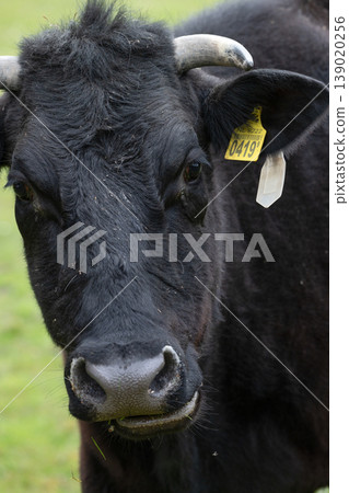 Close Up Portrait of Black Cow with Horns Close Up Portrait of Black Cow with Horns 139020256