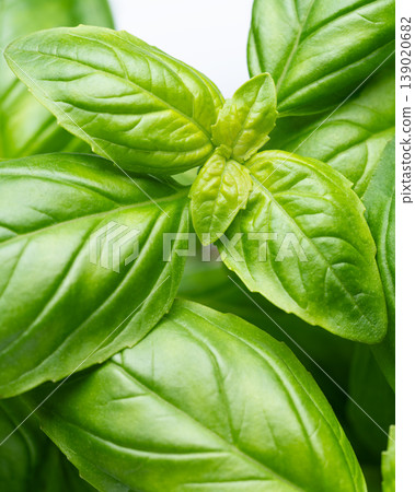 Fresh basil leaves closeup natural food 139020682