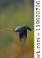 A Blue Rock Thrush taking flight 139020706
