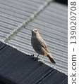 A female Blue Rock Thrush on the roof. 139020708